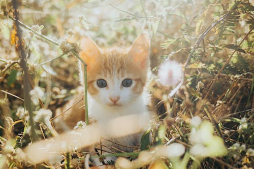 Sunbeams over Kitten among Leaves