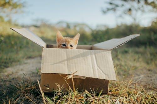 Miễn phí Ảnh lưu trữ miễn phí về ánh sáng ban ngày, ánh sáng mặt trời, ánh sáng tự nhiên Ảnh lưu trữ