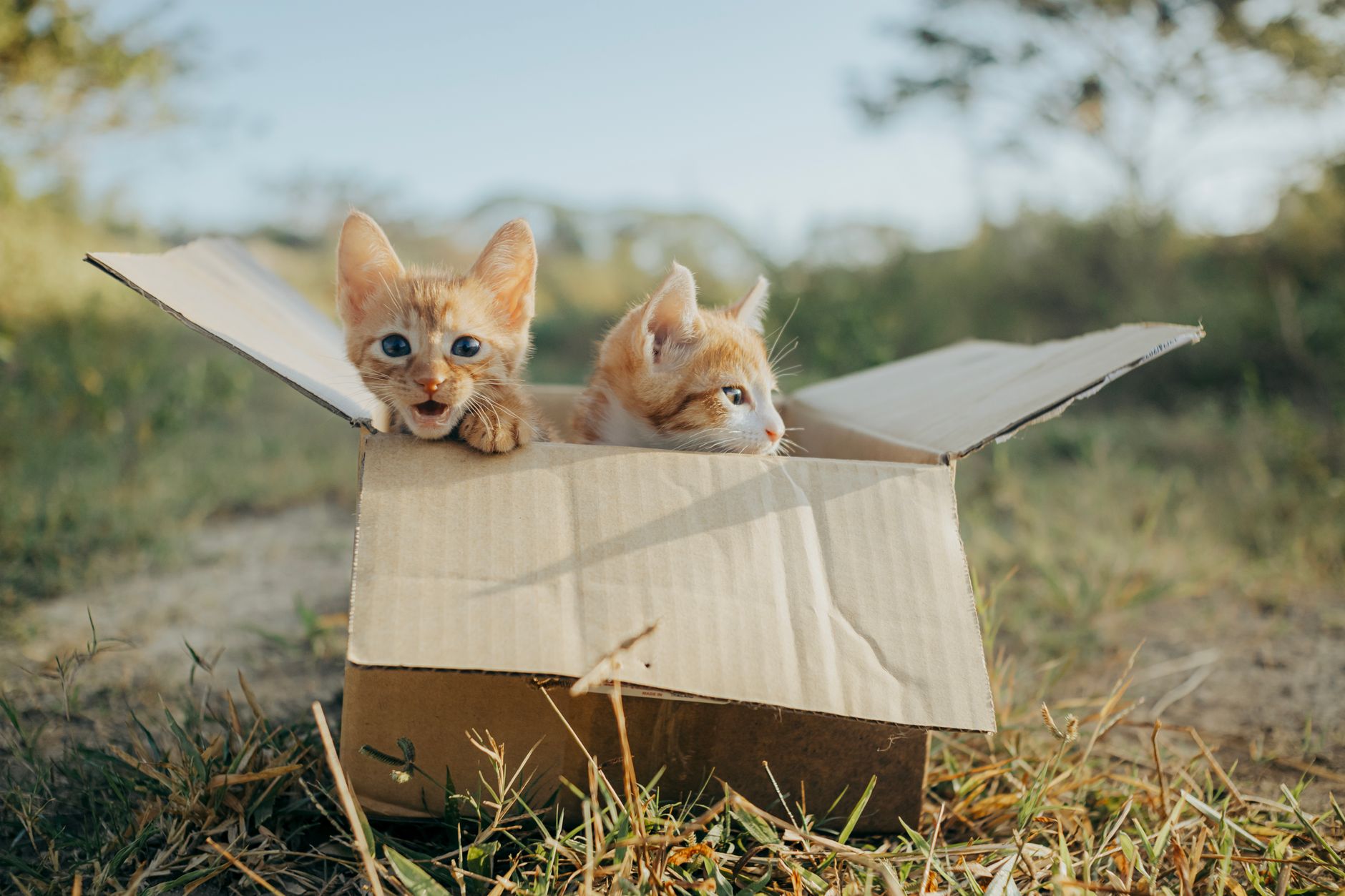 Two playful kittens in a cardboard box enjoying a bright sunny day outdoors.