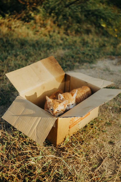 Cats Sitting in Box