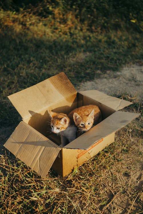 Foto stok gratis binatang peliharaan, duduk, kotak