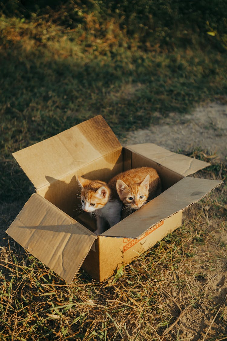 Cats In Box