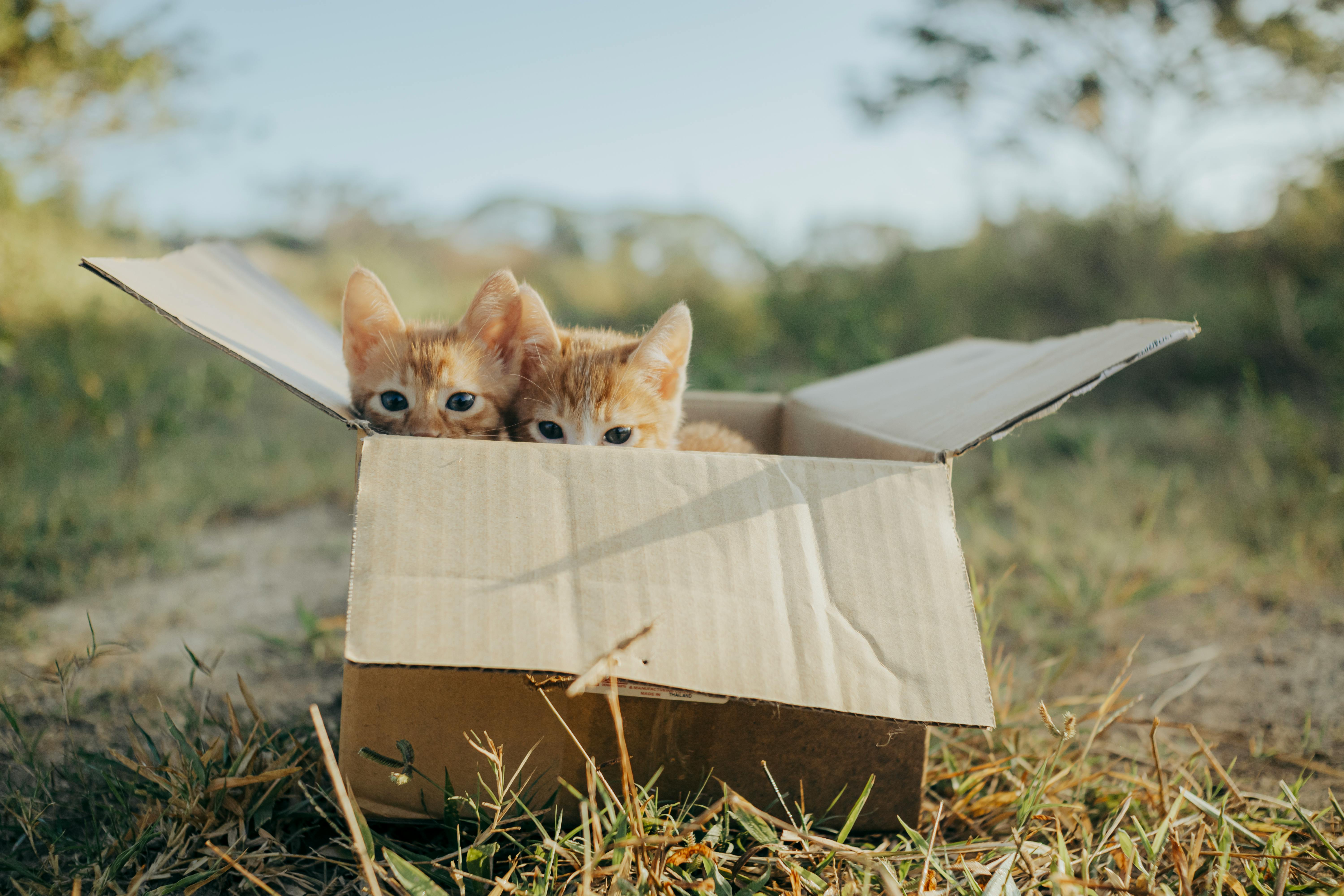 Kittens in Box on Ground