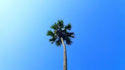 Low Angle Photo of Palm Tree