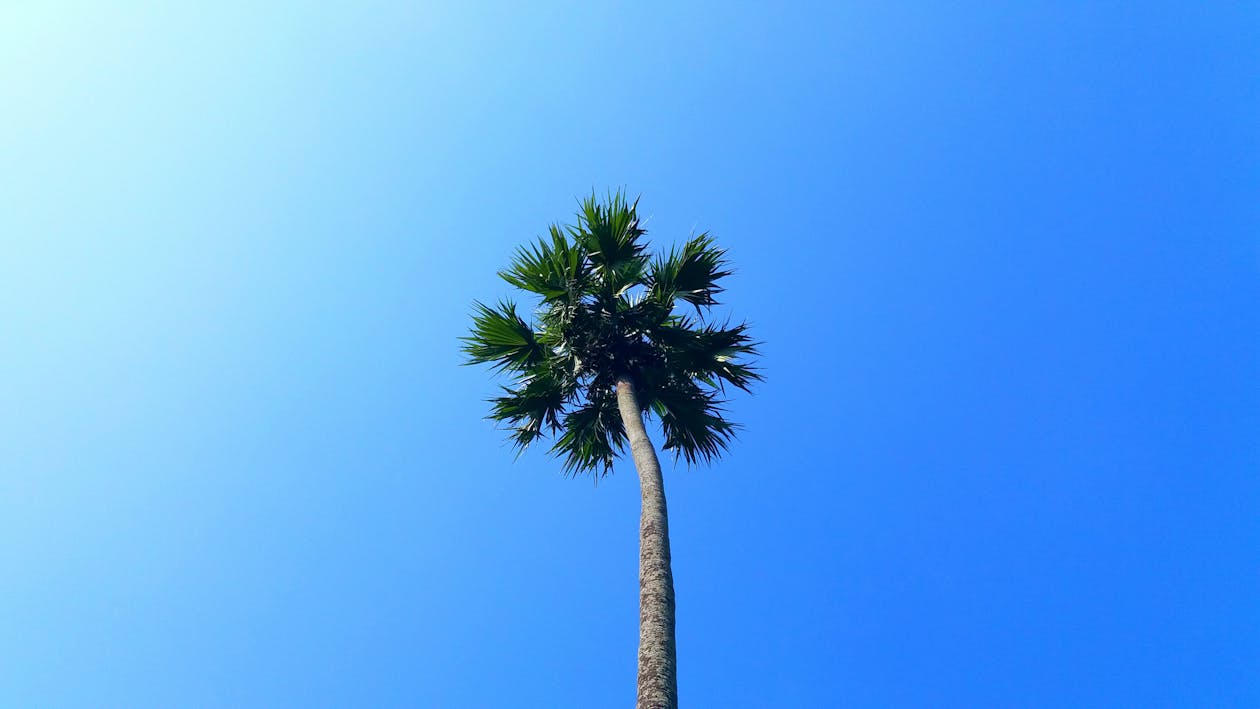 Low Angle Photo of Palm Tree