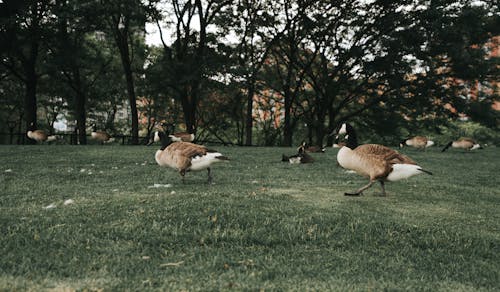 Canada Geese on the Grass