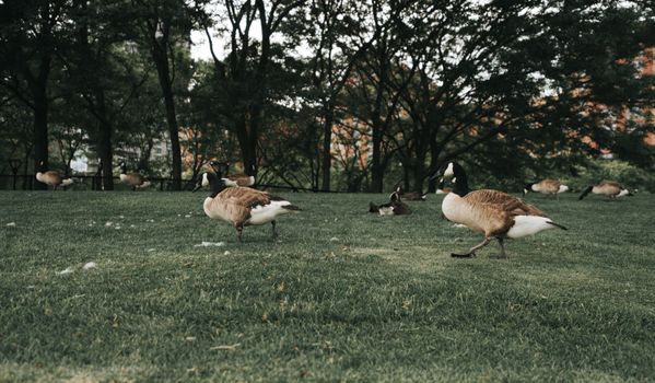 Free stock photo of animal, bird, duck