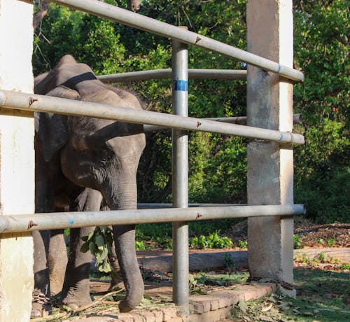 Photos gratuites de barrière, éléphant, en captivité