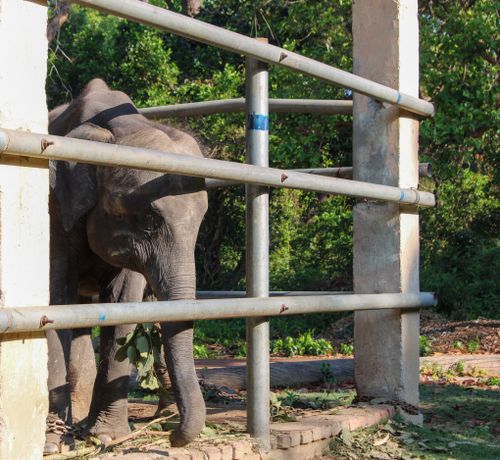 Free An elephant behind bars in a wildlife sanctuary in Palia Kalan, India, during summer. Stock Photo