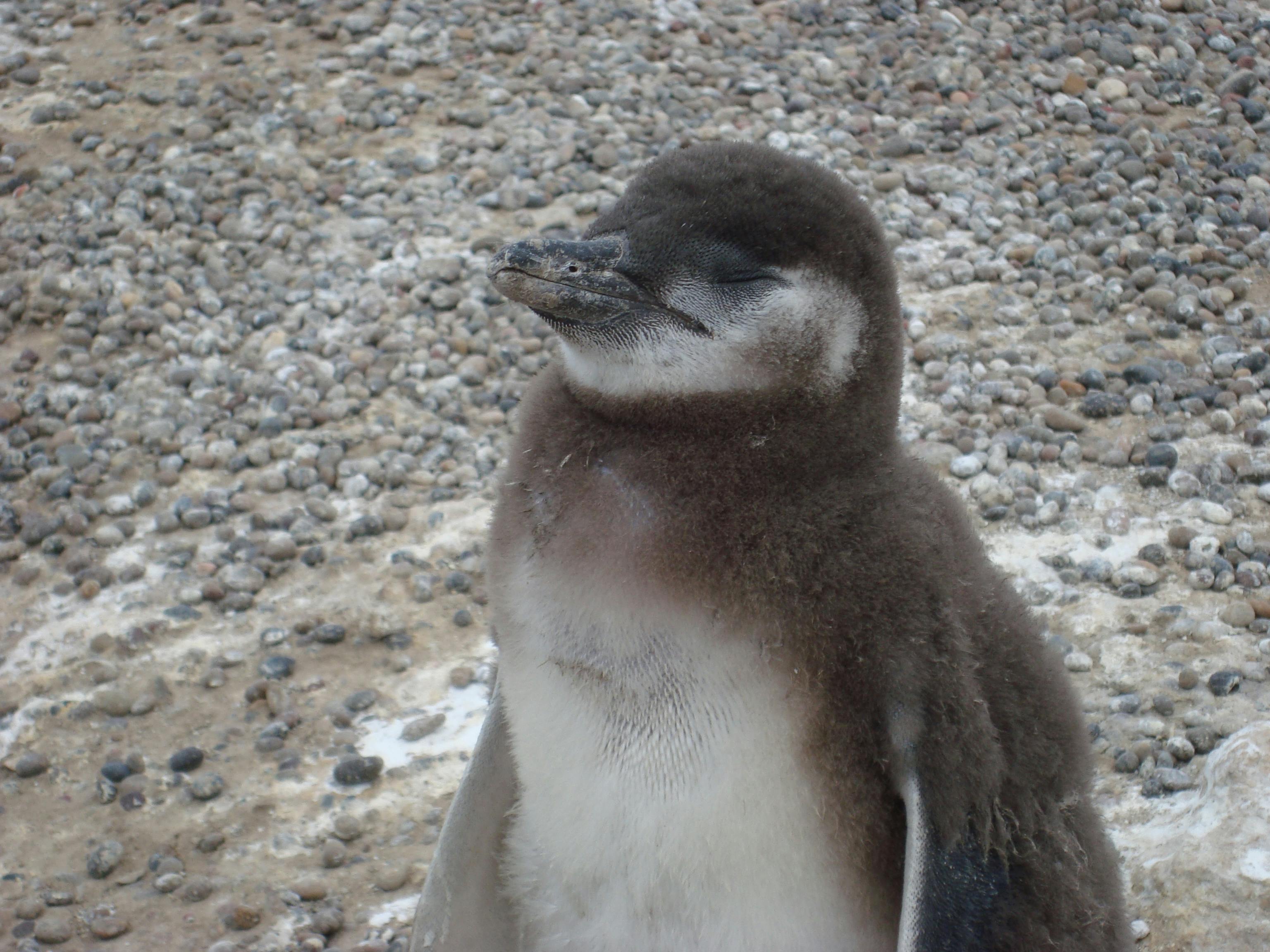ペンギン 赤ちゃんペンギンの無料の写真素材
