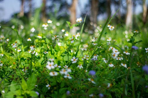 Bidens Pilosa Flowers on a Meadow