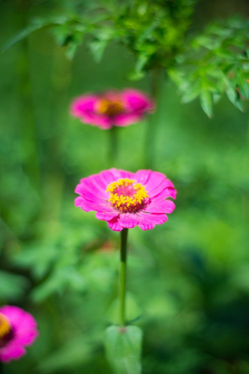 Free Close-up of a vibrant pink zinnia flower with green foliage in the background. Stock Photo