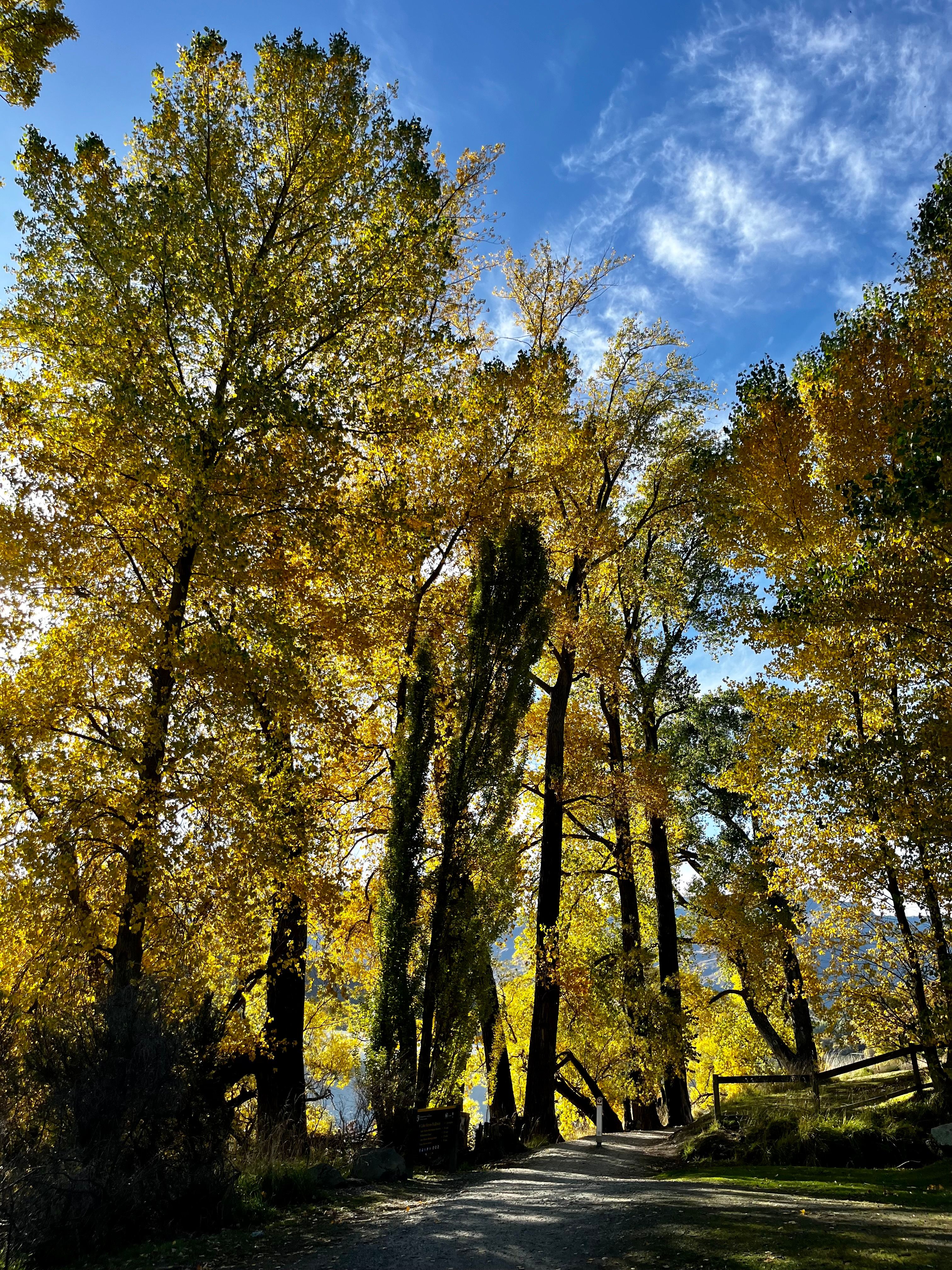 Autumn Trees along a Scenic Alley · Free Stock Photo