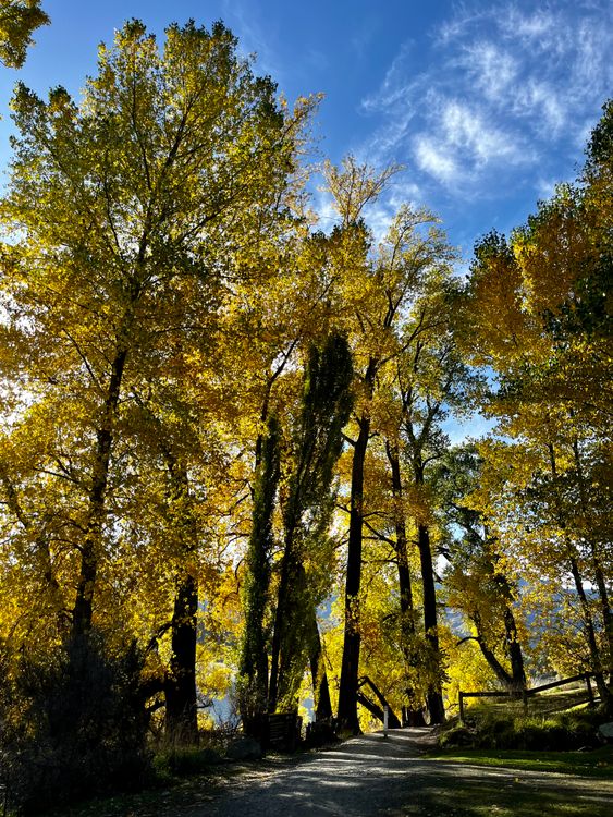 Tree Scenic Autumn Trees along a Scenic Alley · Free Stock Photo