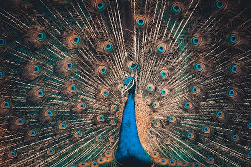 Photo of a Peacock Spreading Its Tail 