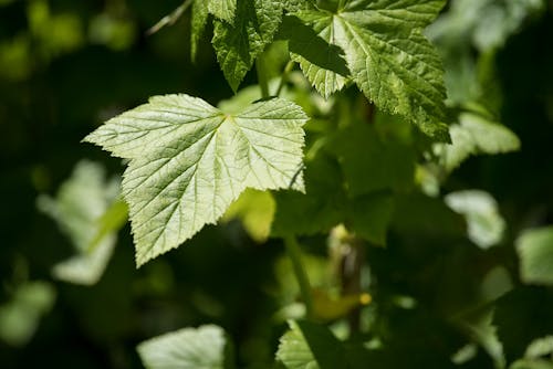 Free Macro shot of sunlit green currant leaves, showcasing natural texture and depth. Stock Photo