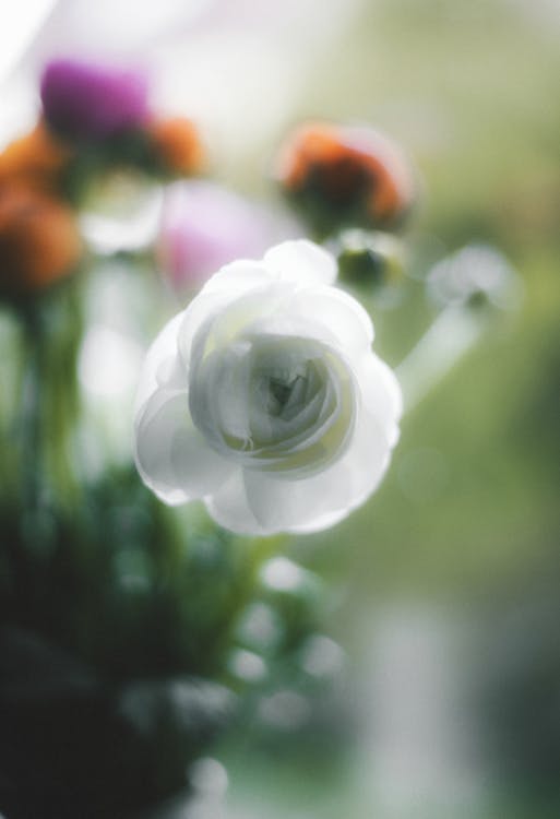 White Persian Buttercup in a Bouquet