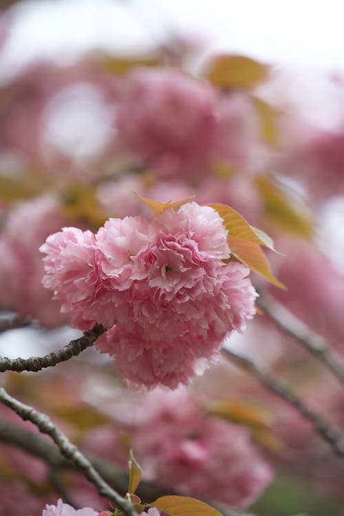 Foto profissional grátis de ao ar livre, árvore de cereja, cereja japonesa