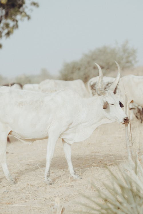 가축, 농장, 동물 사진의 무료 스톡 사진