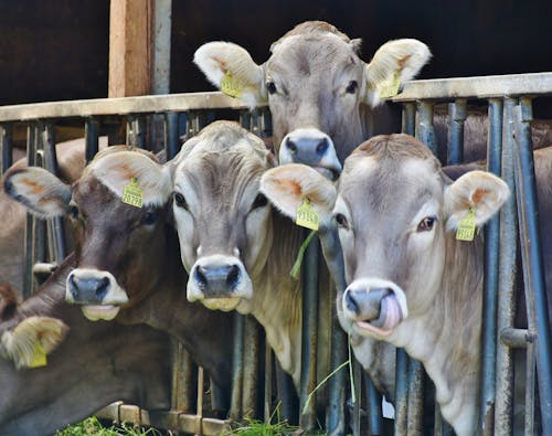 Free 4 Cows Behind Black Metal Rails Stock Photo