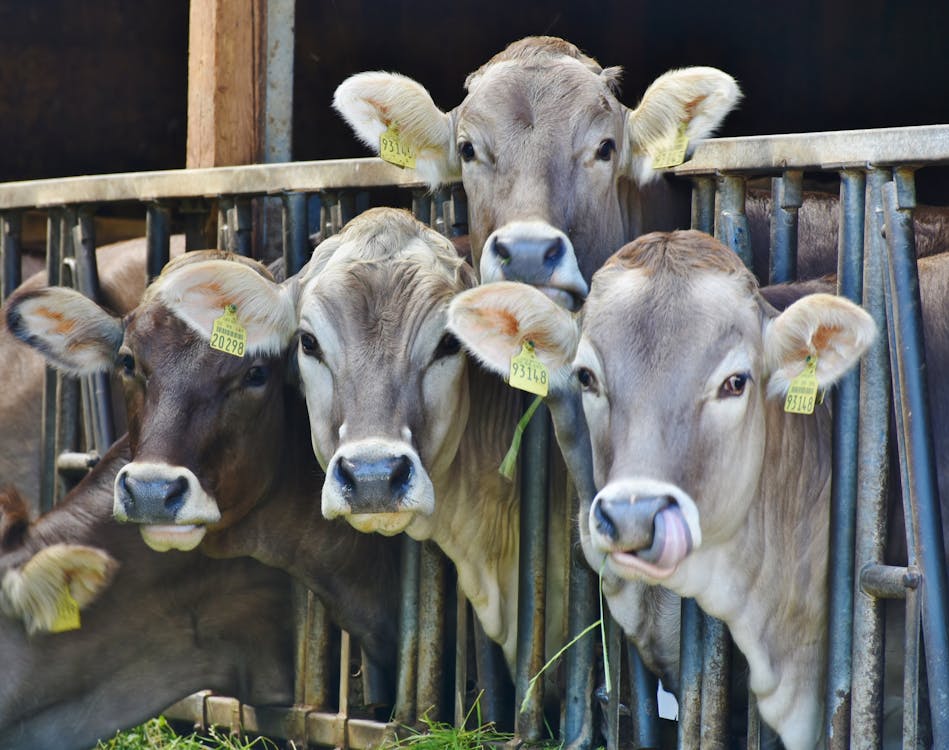 4 Cows Behind Black Metal Rails