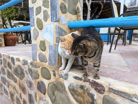 Two friendly cats nuzzling each other on a stone wall in Agia Galini, Greece. Captured outdoors.