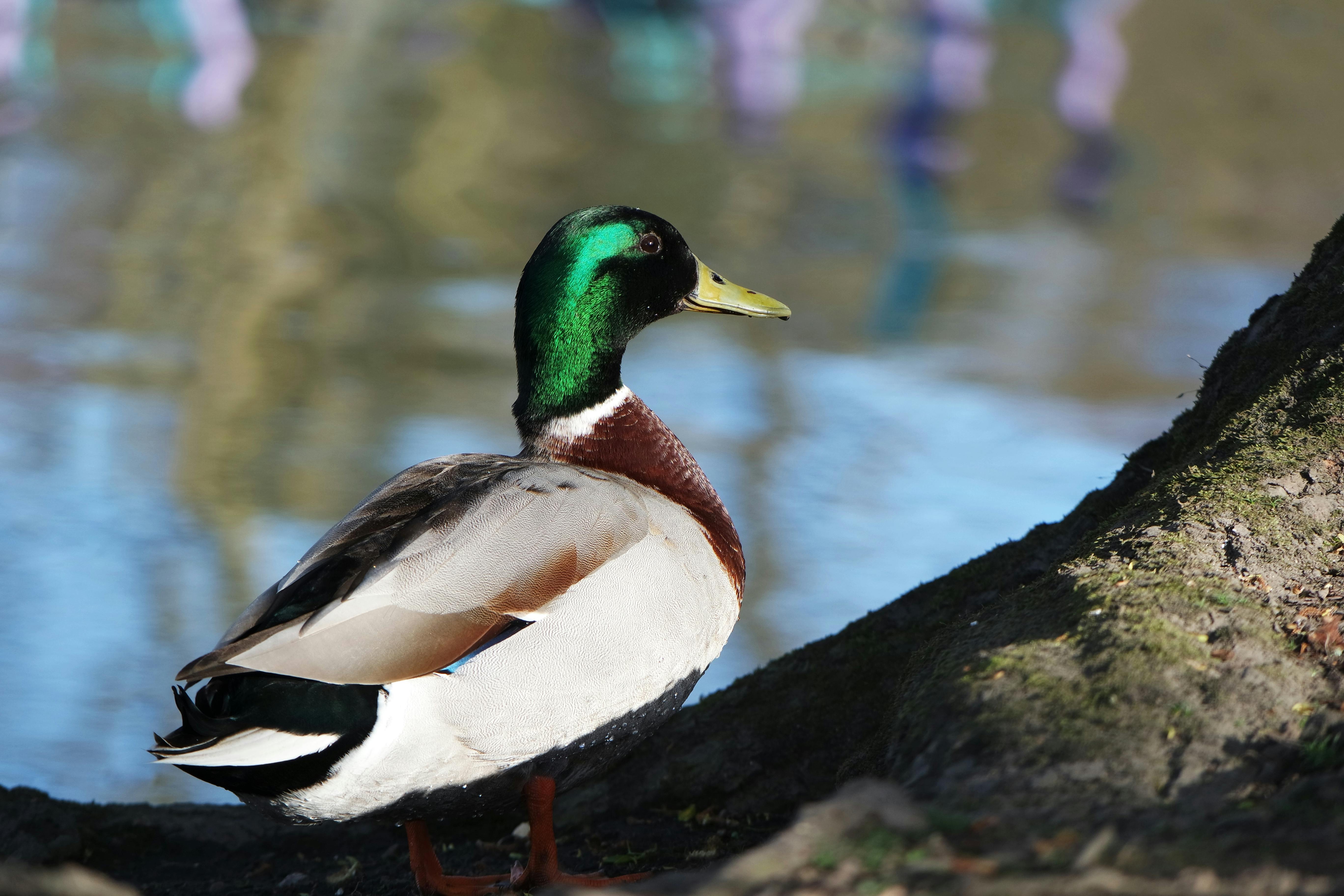 2012 Review of Drake Software — Drake Tax — Photo by Altaf Shah on Pexels