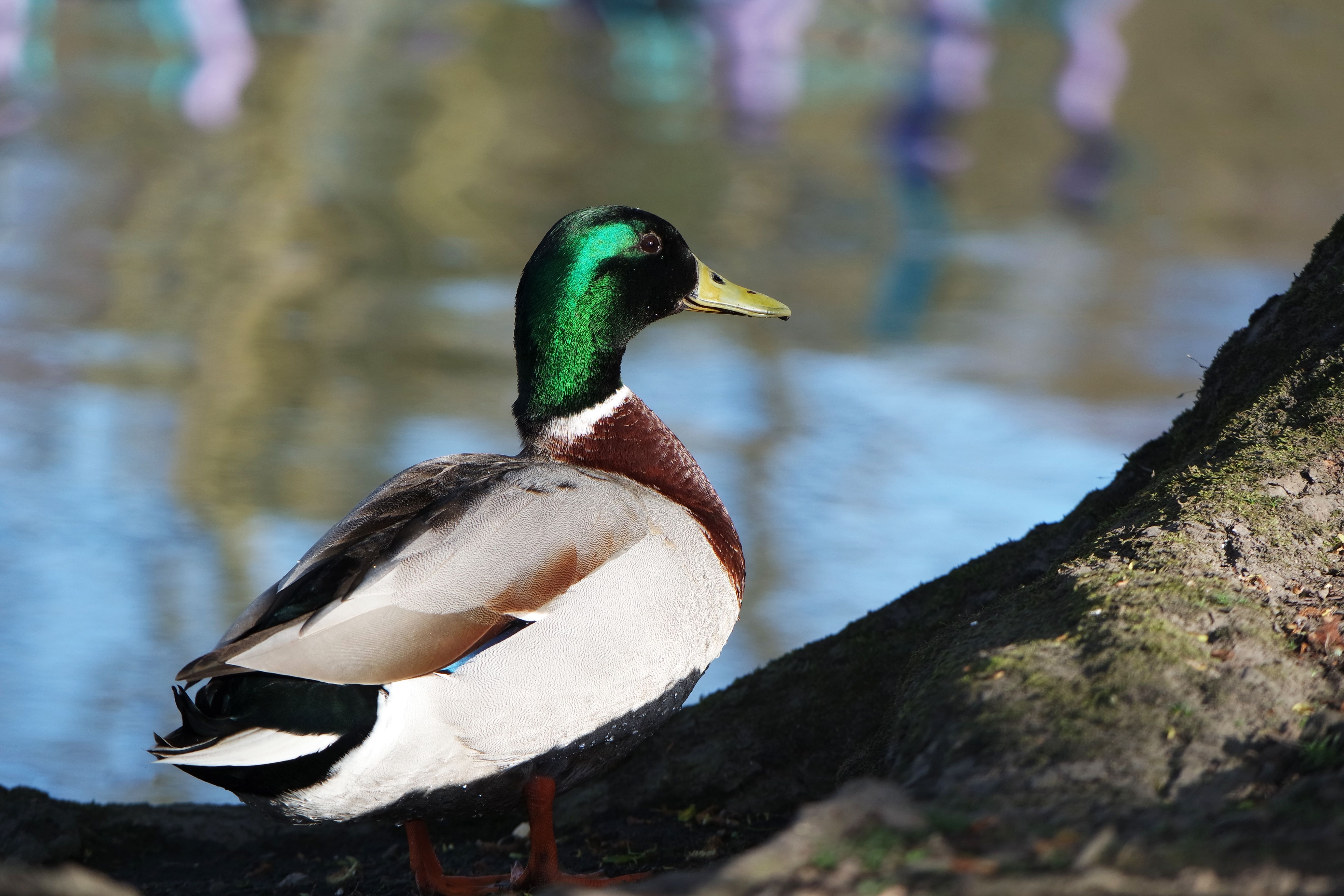 Close up of Duck · Free Stock Photo
