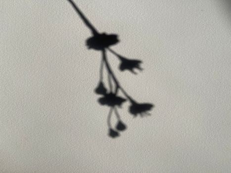 Delicate shadow of a flower against a plain white background, creating an artistic impression.