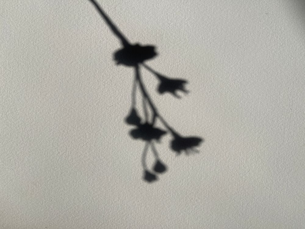 Shadow Impression Flower Shadow on White Surface · Free Stock Photo