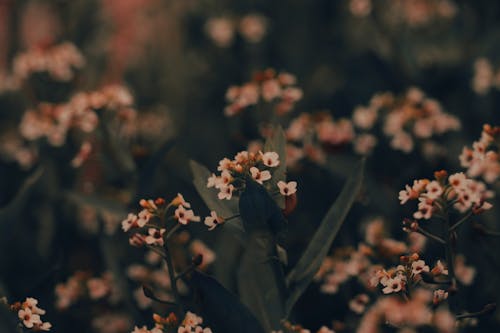 꽃, 꽃잎, 나뭇잎의 무료 스톡 사진