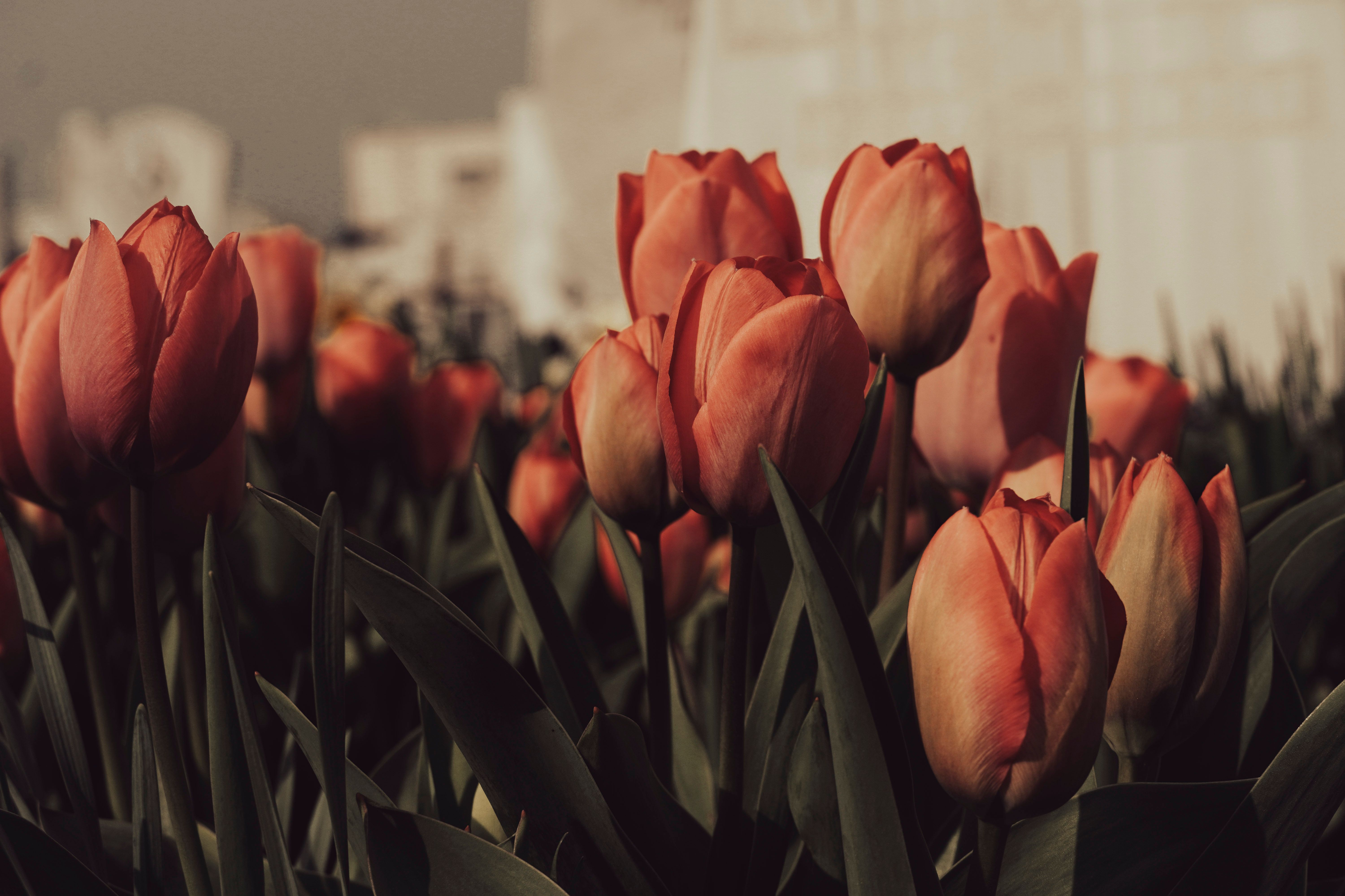 A captivating close-up of red tulips basking in the warm sunlight, showcasing nature's beauty