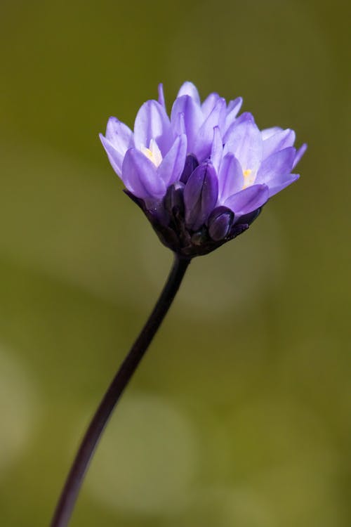 Close up of Purplehead