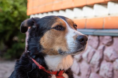 Free Charming close-up of a calm dog enjoying a sunny day outdoors. Stock Photo