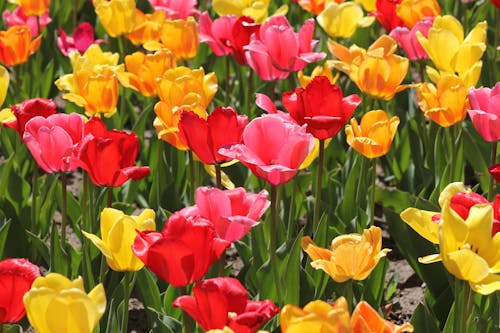 Foto stok gratis bunga tulip, bunga-bunga, diterangi matahari