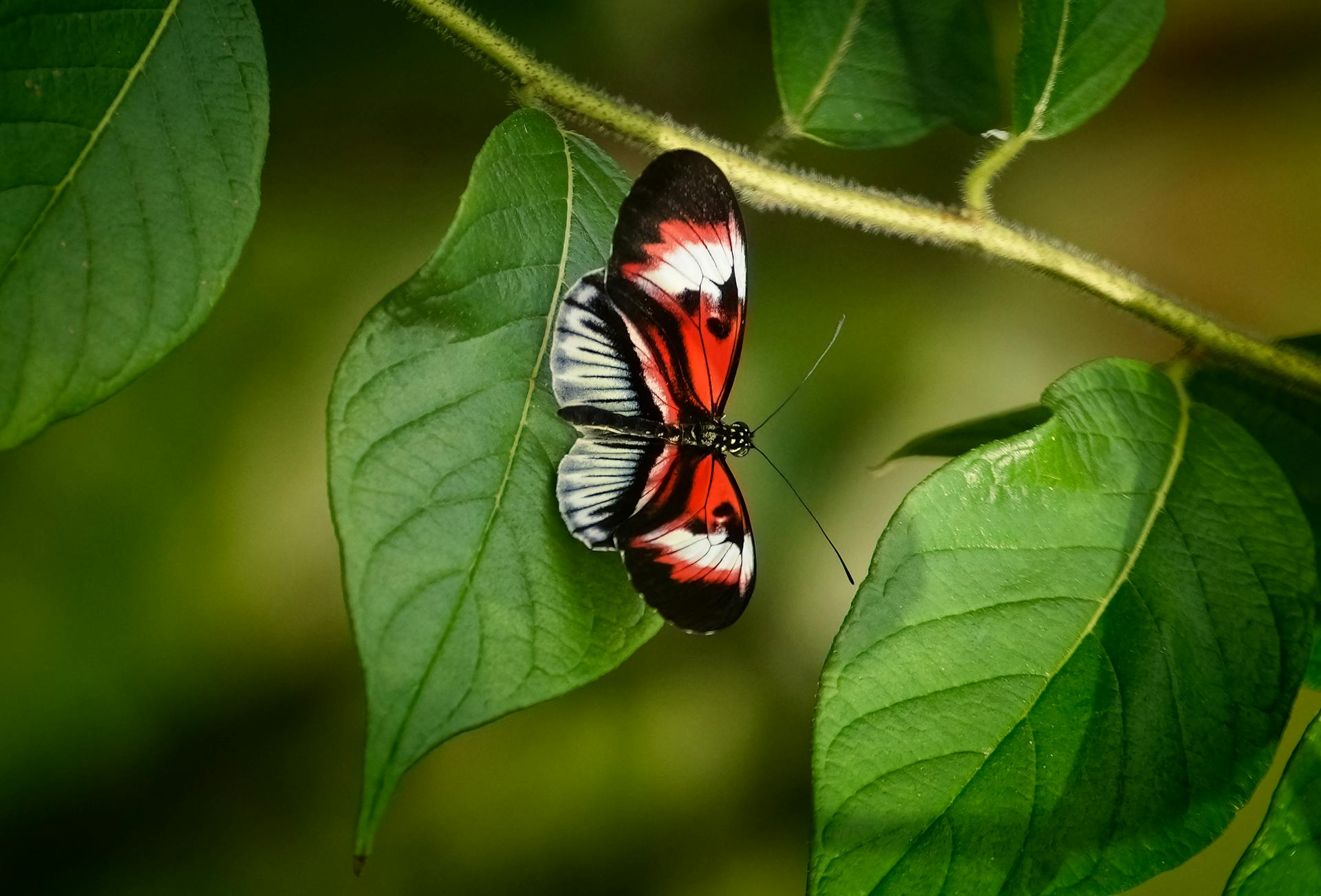 Close-up of a stunning postman butterfly perched on a vibrant green leaf, showcasing its vivid colors and intricate wing patterns.