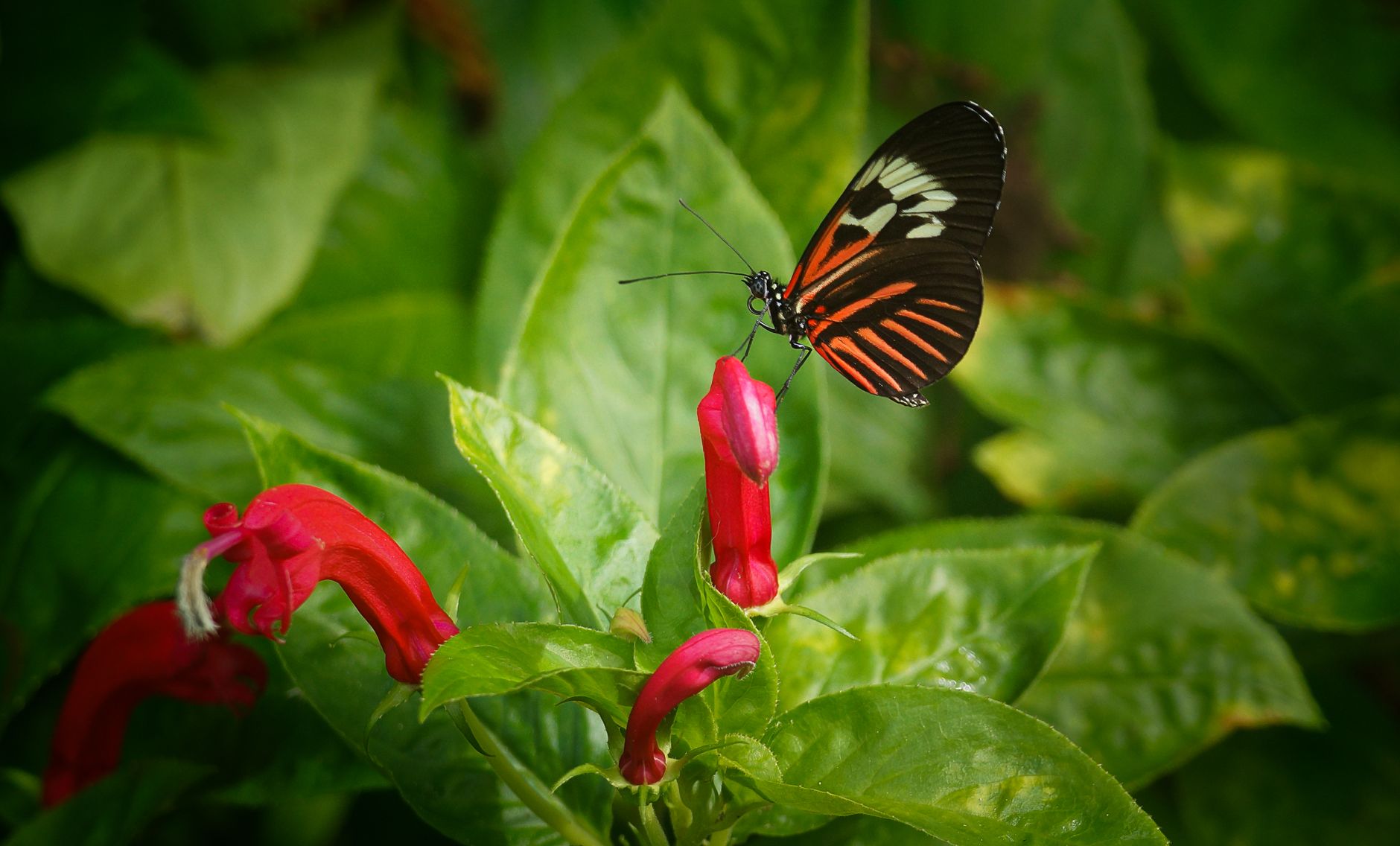 A common postman butterfly on red flowers, illustrating the pollen-rich environment researchers think shaped Heliconius longevity.
