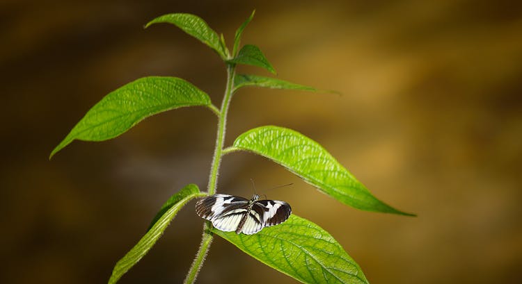 Butterfly On Leaves