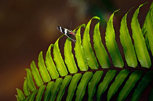 Immagine gratuita di animale, avvicinamento, farfalla