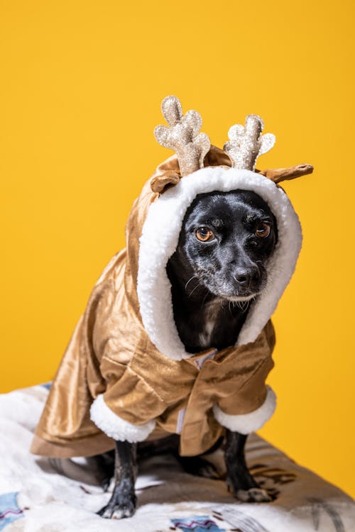 Foto profissional grátis de animal, cachorro, fantasia