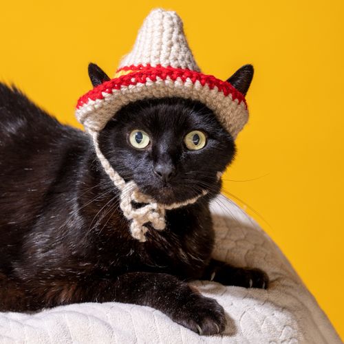Free A cute black cat wearing a handmade sombrero hat on a vibrant yellow background. Stock Photo