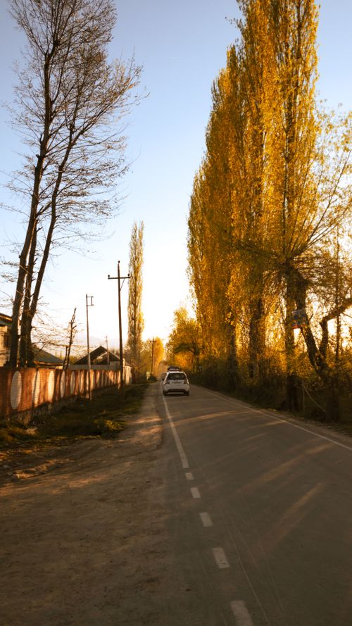 Free A serene road in Baramulla lined with golden poplars during autumn, capturing a peaceful drive. Stock Photo