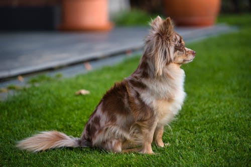 A Dog Sitting on the Ground 