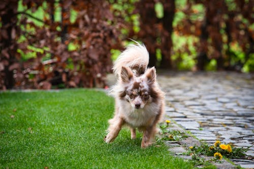 Dog Running on Lawn