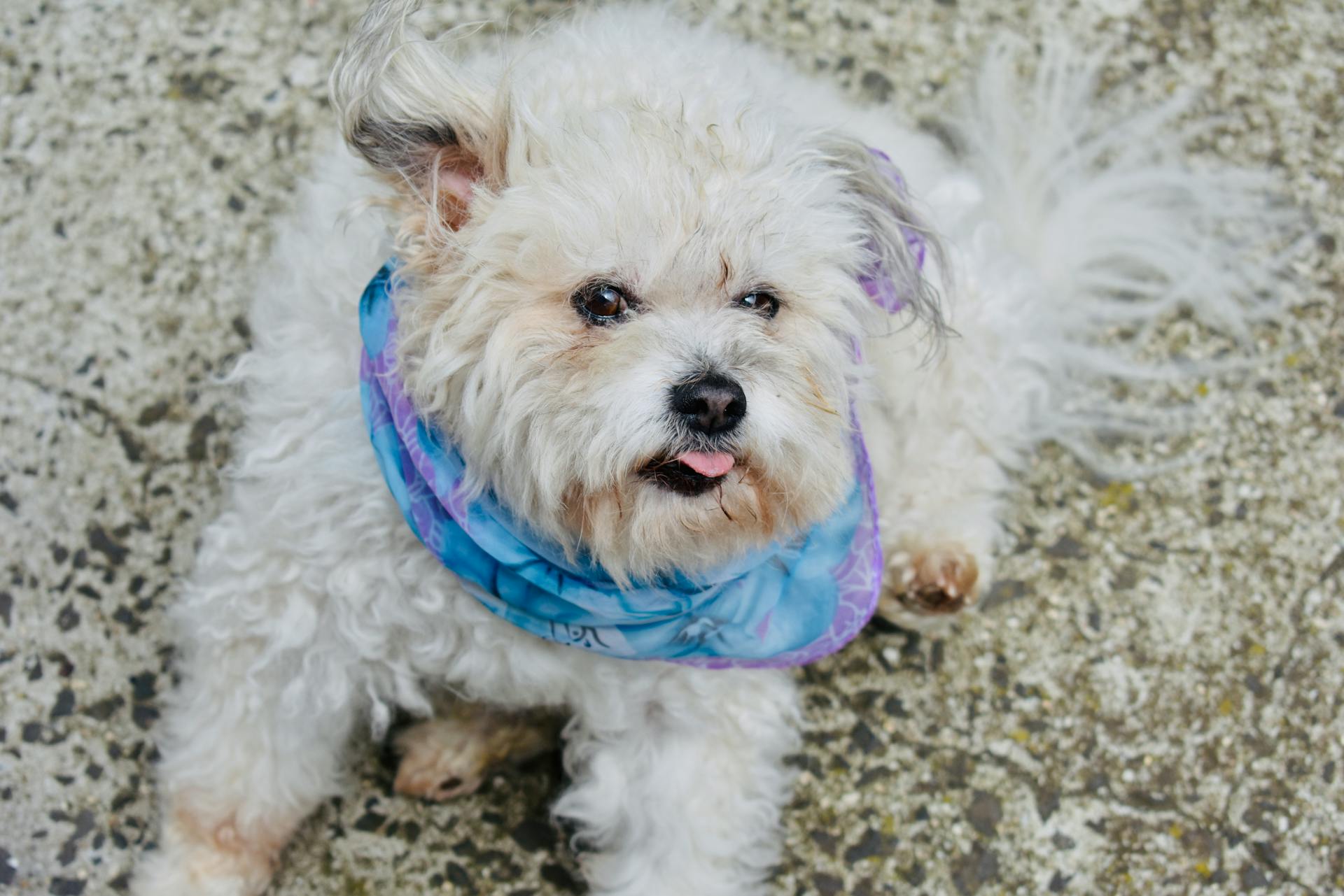 Maltese hond op de vloer