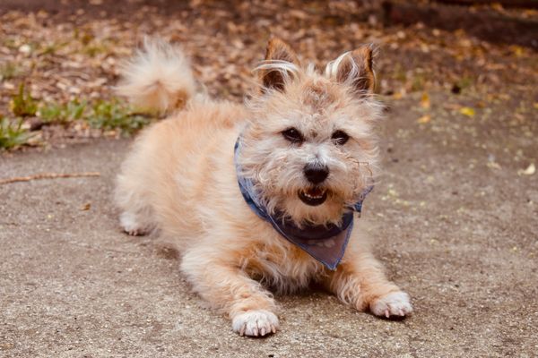 A dog lying down wearing a plain blue bandana