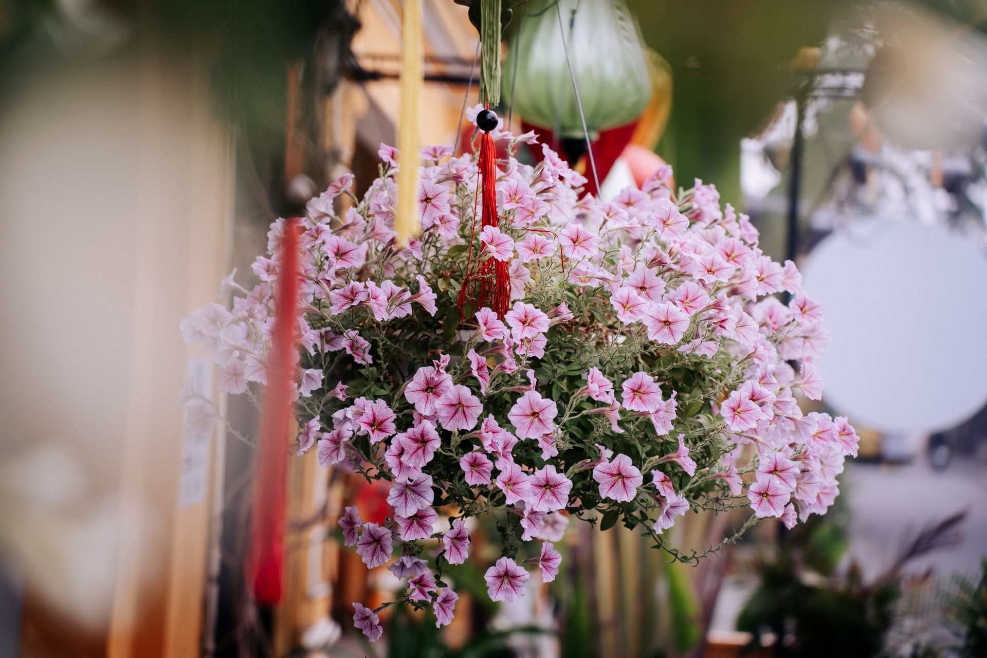 A beautiful hanging basket full of pink petunias, displaying vibrant spring colors outdoors.