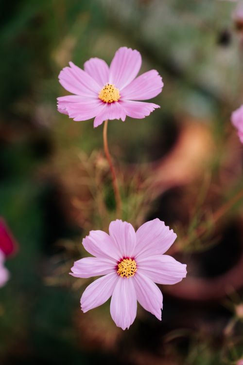 Free Close-up image of vibrant pink cosmos flowers in full bloom against a blurred natural background. Stock Photo