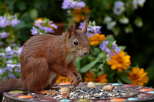 Free Brown Squirrel Stock Photo