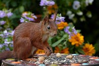 一只充满活力的红松鼠在花园的装饰桌上享用种子，花园里色彩缤纷